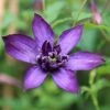 Clematis Glorious Day ('Zo23020') (PBR) -Garden Supplies Sales 2024 pl2000048815