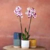 Phalaenopsis 'Marakesh' -Garden Supplies Sales 2024 pl2000048820
