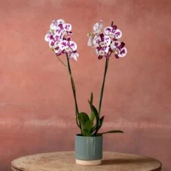 Phalaenopsis 'Marakesh' -Garden Supplies Sales 2024 pl2000048820 card3 lg