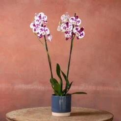 Phalaenopsis 'Marakesh' -Garden Supplies Sales 2024 pl2000048820 card4 lg