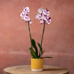 Phalaenopsis 'Marakesh' -Garden Supplies Sales 2024 pl2000048820 card5 lg