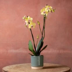 Phalaenopsis 'Golden Cheetah' -Garden Supplies Sales 2024 pl2000048821 card3 lg
