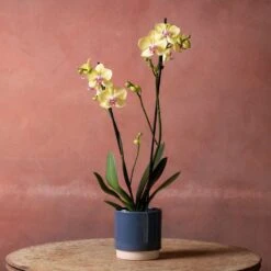 Phalaenopsis 'Golden Cheetah' -Garden Supplies Sales 2024 pl2000048821 card4 lg
