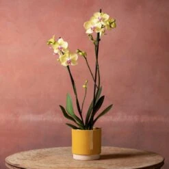 Phalaenopsis 'Golden Cheetah' -Garden Supplies Sales 2024 pl2000048821 card5 lg