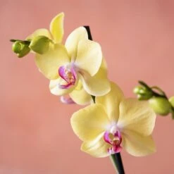 Phalaenopsis 'Golden Cheetah' -Garden Supplies Sales 2024 pl2000048821 card6 lg
