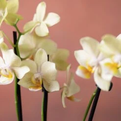 Phalaenopsis 'Livorno' -Garden Supplies Sales 2024 pl2000048822 card6 lg