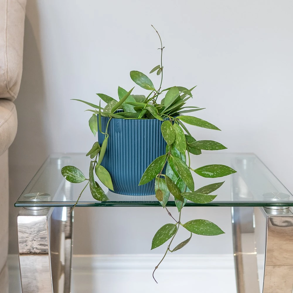 Hoya Gracilis 5 Hoya Gracilis - Image 3