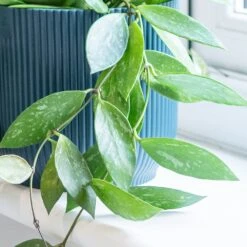 Hoya Gracilis 10 Hoya Gracilis -Garden Supplies Sales 2024 pl2000048883 card4 lg