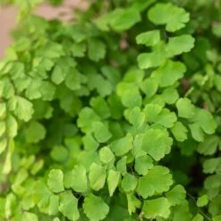 Adiantum Raddianum 'Fragrantissimum' -Garden Supplies Sales 2024 pl2000048884 card3 lg