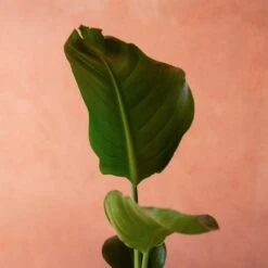 Strelitzia Nicolai -Garden Supplies Sales 2024 pl2000048913 card3 lg