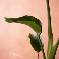 Strelitzia Nicolai -Garden Supplies Sales 2024 pl2000048913 card4 lg