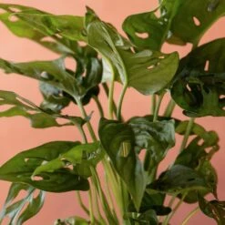 Monstera 'Monkey Leaf' -Garden Supplies Sales 2024 pl2000048916 card2 lg