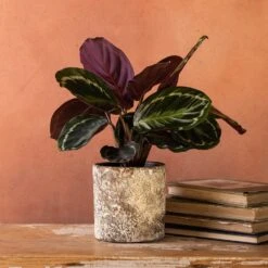 Goeppertia Veitchiana 'Medaillon'