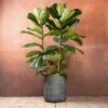 Ficus Lyrata -Garden Supplies Sales 2024 pl2000048920