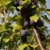Damson 'Damson Sweet Prune' 2 Damson 'Damson Sweet Prune' -Garden Supplies Sales 2024 pl2000048929