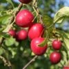 Plum 'Gypsy' -Garden Supplies Sales 2024 pl2000048933