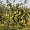 Pear 'Conference Moors' -Garden Supplies Sales 2024 pl2000048935