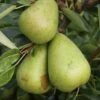 Pear Invincible ('Delwinor') 2 Pear Invincible ('Delwinor') -Garden Supplies Sales 2024 pl2000048936