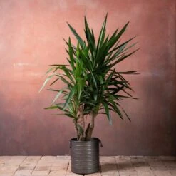 Yucca Elephantipes -Garden Supplies Sales 2024 pl2000048938 card3 lg