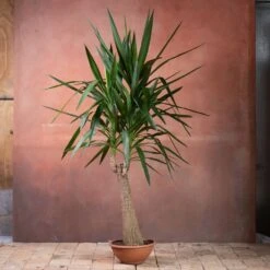 Yucca Elephantipes -Garden Supplies Sales 2024 pl2000048938 card4 lg