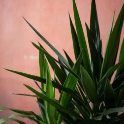 Yucca Elephantipes -Garden Supplies Sales 2024 pl2000048938 card5 lg