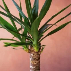 Yucca Elephantipes -Garden Supplies Sales 2024 pl2000048938 card6 lg