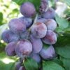 Plum 'Katinka' (PBR) 1 Plum 'Katinka' (PBR) -Garden Supplies Sales 2024 pl2000048940