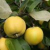 Quince 'Serbian Gold' -Garden Supplies Sales 2024 pl2000048942