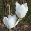 Magnolia 'Joli Pompon' 1 Magnolia 'Joli Pompon' -Garden Supplies Sales 2024 pl2000048971