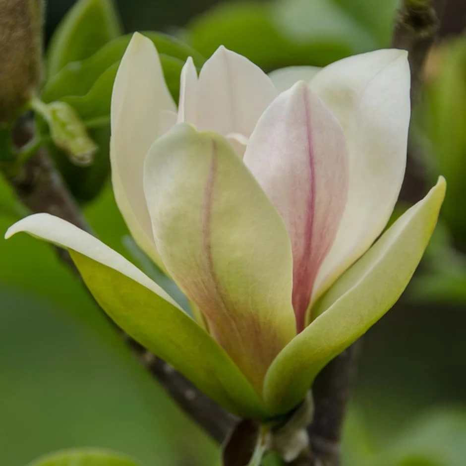Magnolia 'Sunsation' 3 Magnolia 'Sunsation'