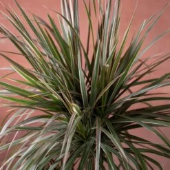 Dracaena Marginata 'Tricolor' 7 Dracaena Marginata 'Tricolor' -Garden Supplies Sales 2024 pl2000048989 card3 lg