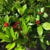 Skimmia Japonica 'Redruth' (female) 1 Skimmia Japonica 'Redruth' (female) -Garden Supplies Sales 2024 pl2000049084