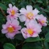 Camellia 'Winter's Toughie' -Garden Supplies Sales 2024 pl2000049099