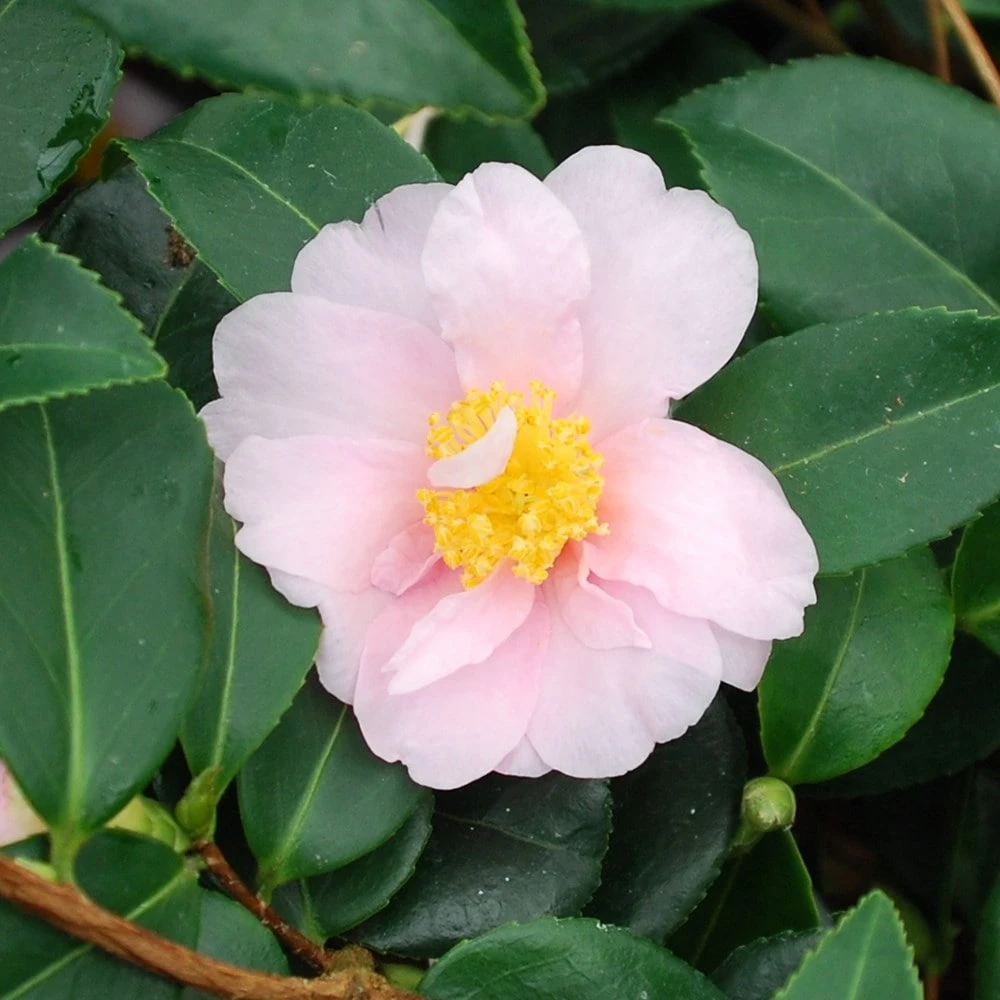 Camellia 'Winter's Toughie' 5 Camellia 'Winter's Toughie' - Image 3