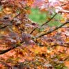 Acer Palmatum 'Atropurpureum' -Garden Supplies Sales 2024 tr0000000076