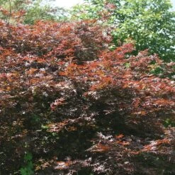 Acer Palmatum 'Atropurpureum' -Garden Supplies Sales 2024 tr0000000076 card3 lg