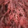 Acer Palmatum 'Garnet' 2 Acer Palmatum 'Garnet' -Garden Supplies Sales 2024 tr0000000092