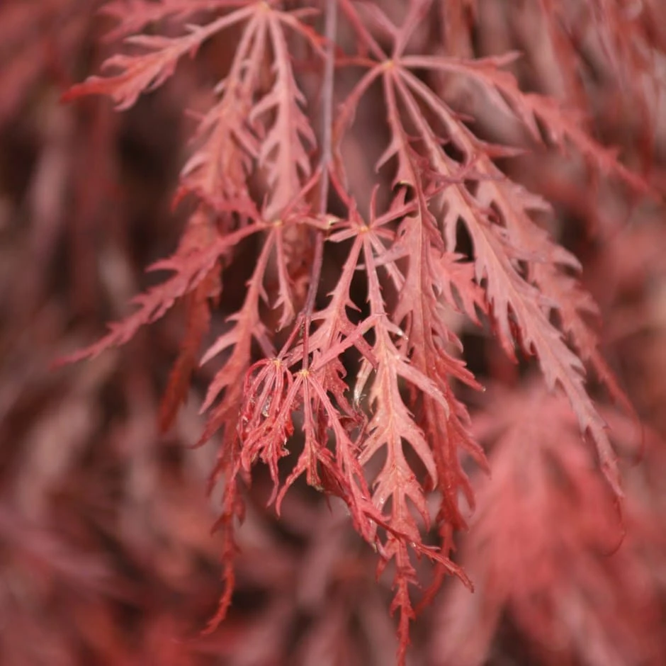 Acer Palmatum 'Garnet' 3 Acer Palmatum 'Garnet'