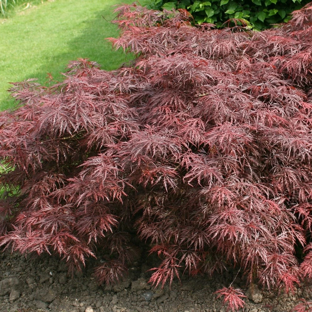 Acer Palmatum 'Garnet' 4 Acer Palmatum 'Garnet' - Image 2