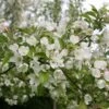 Malus 'Evereste' -Garden Supplies Sales 2024 tr0000004583