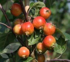 Malus 'Evereste' -Garden Supplies Sales 2024 tr0000004583 card3 lg