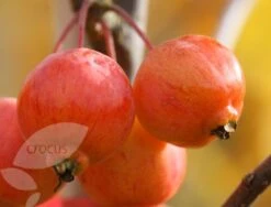 Malus 'Evereste' -Garden Supplies Sales 2024 tr0000004583 card4 lg