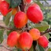 Malus 'John Downie' -Garden Supplies Sales 2024 tr0000004588